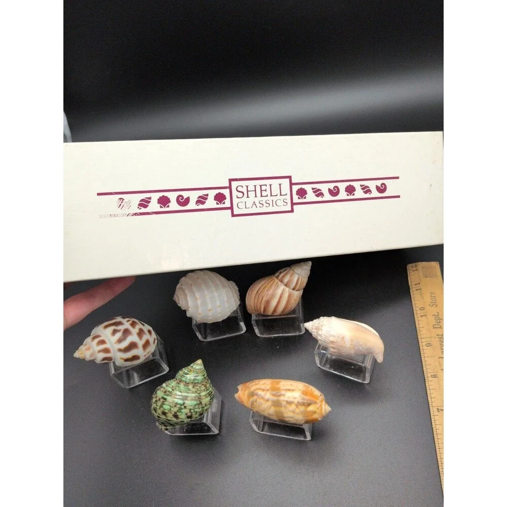 Set of 6 Sea Shell Napkin Rings Acrylic Rings